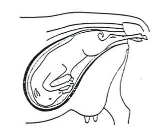 Ilustracja do pytania 577