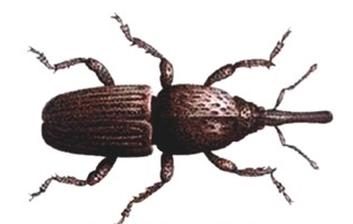 Ilustracja do pytania 355