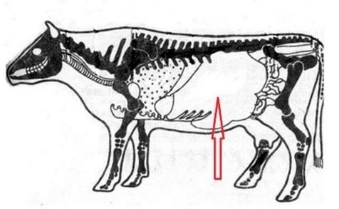 Ilustracja do pytania 598