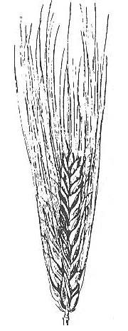 Ilustracja do pytania 213