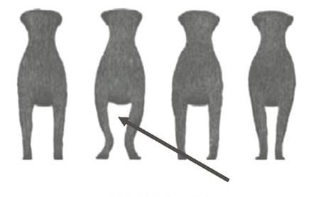 Ilustracja do pytania 204