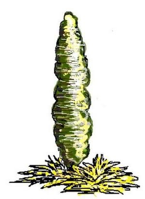 Ilustracja do pytania 332