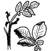 Ilustracja do pytania 965