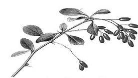 Ilustracja do pytania 430