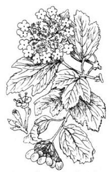 Ilustracja do pytania 592