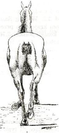 Ilustracja do pytania 112
