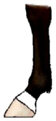Ilustracja do pytania 79