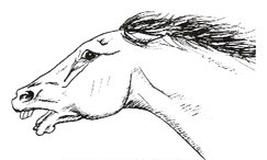Ilustracja do pytania 338
