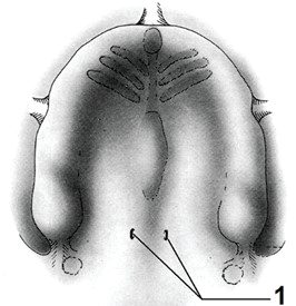 Ilustracja do pytania 40
