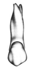 Ilustracja do pytania 227