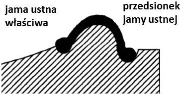 Ilustracja do pytania 35