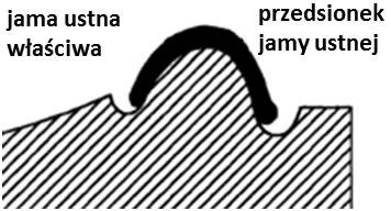 Ilustracja do pytania 35
