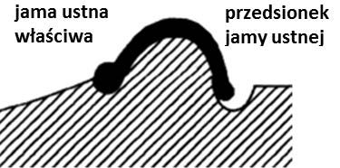 Ilustracja do pytania 35