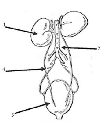 Ilustracja do pytania 544