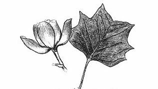 Ilustracja do pytania 976