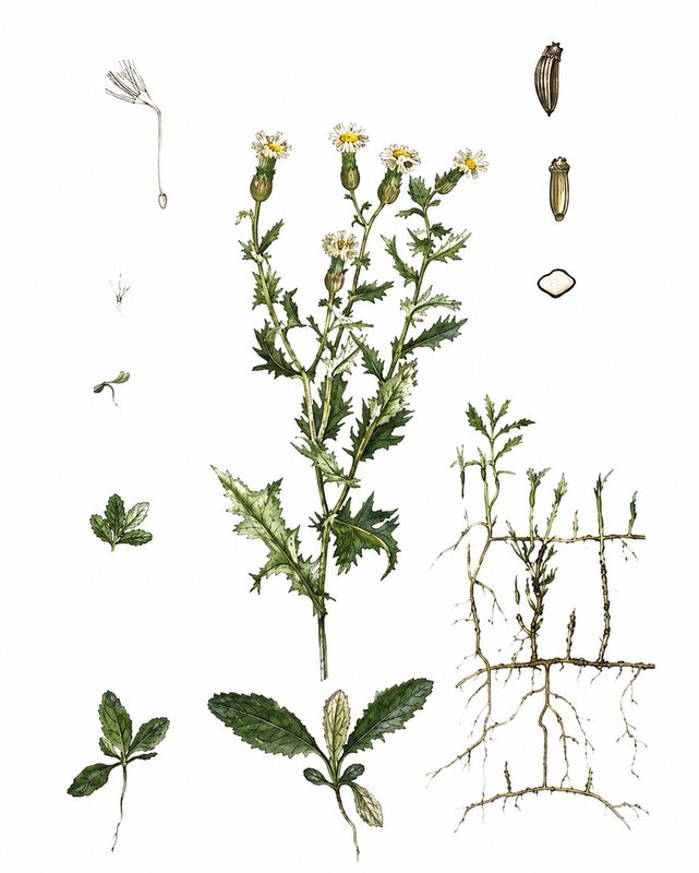 Ilustracja do pytania 772