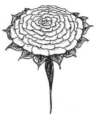 Ilustracja do pytania 970