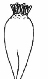 Ilustracja do pytania 1200
