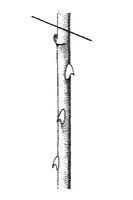 Ilustracja do pytania 497
