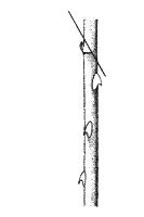 Ilustracja do pytania 497