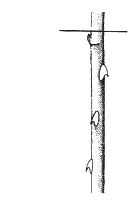 Ilustracja do pytania 497