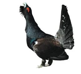 Ilustracja do pytania 986