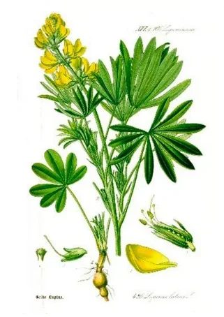 Ilustracja do pytania 943