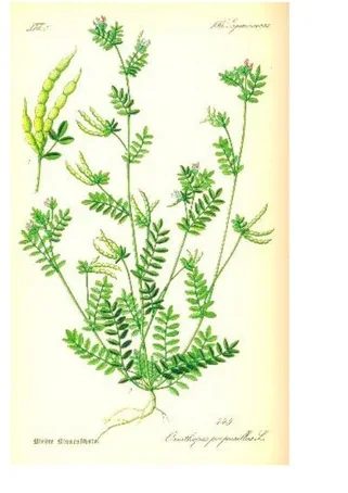 Ilustracja do pytania 943