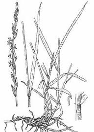 Ilustracja do pytania 191