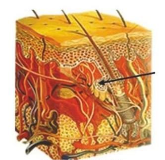 Ilustracja do pytania 649