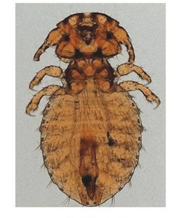 Ilustracja do pytania 863