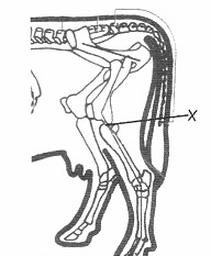 Ilustracja do pytania 1106