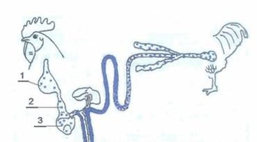 Ilustracja do pytania 243
