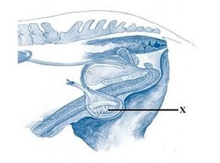 Ilustracja do pytania 289