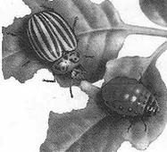 Ilustracja do pytania 565