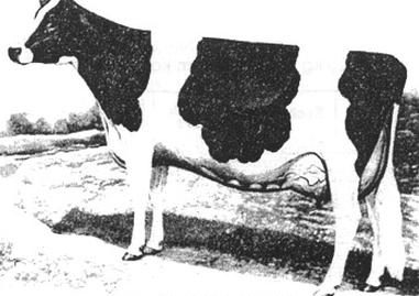 Ilustracja do pytania 736