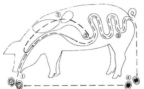 Ilustracja do pytania 45